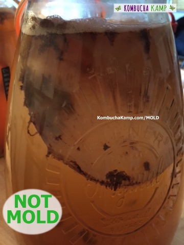 Black Globs of Yeast Cling to the SCOBY Under the Brew Surface but not Kombucha Mold A fermenting Kombucha brew with the original SCOBY floating sideways in the tea with many globs of dark yeast attached and bubbles collecting on top