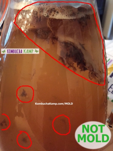 Heavy Clouds of Dark Brown Yeast Form Around the SCOBY and Float in the Brew Not Mold Dark Brown Yeast formations cling to the SCOBY and Float all through the Kombucha brew but no mold