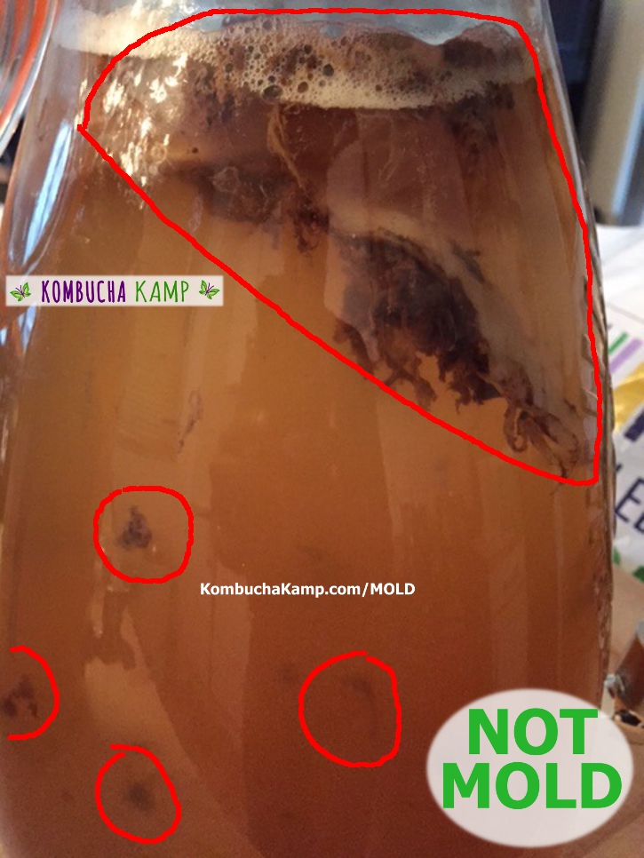 Dark Brown Yeast formations cling to the SCOBY and Float all through the Kombucha brew but no mold