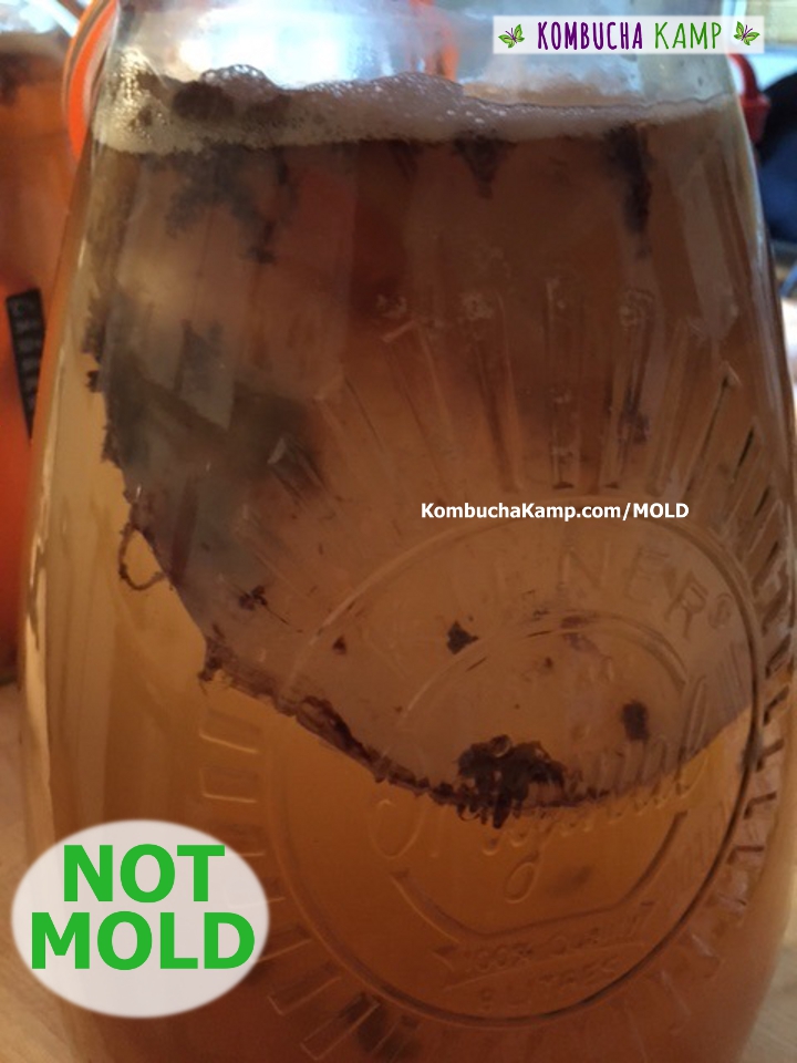 A fermenting Kombucha brew with the original SCOBY floating sideways in the tea with many globs of dark yeast attached and bubbles collecting on top