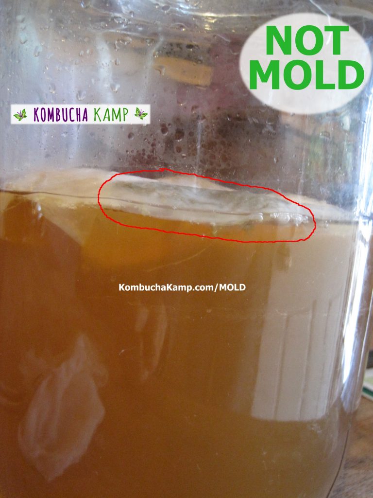 Kombucha yeast encased in new SCOBY growth collects in a large circular area on the side of the brew not Kombucha mold