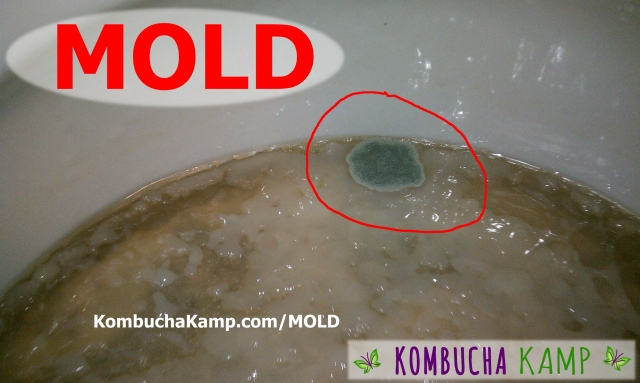 Blue Dry Mould Kombucha SCOBY Forming in a Circle at the Edge of a new Continuous Brew