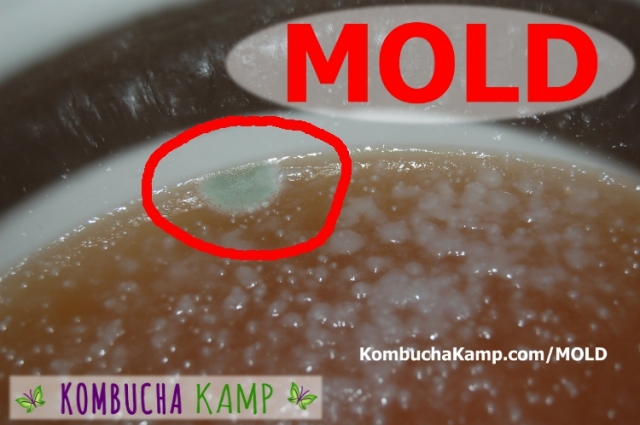 Blue Fuzzy Mold Forming along the edge of a new Kombucha Brew