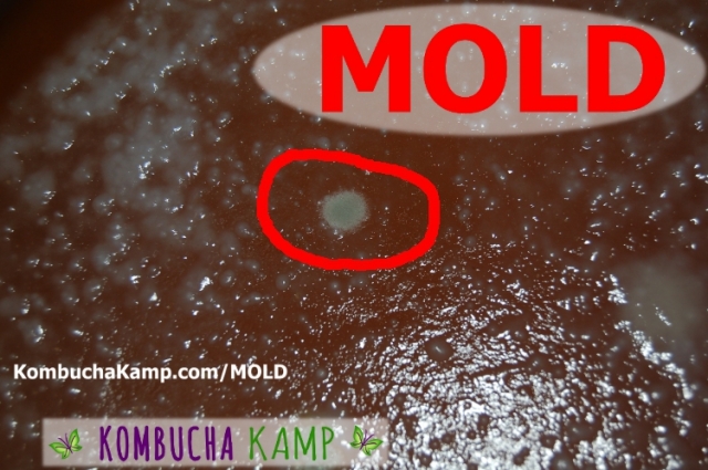 Blue Fuzzy Mold Forming in the center of a new Kombucha Brew