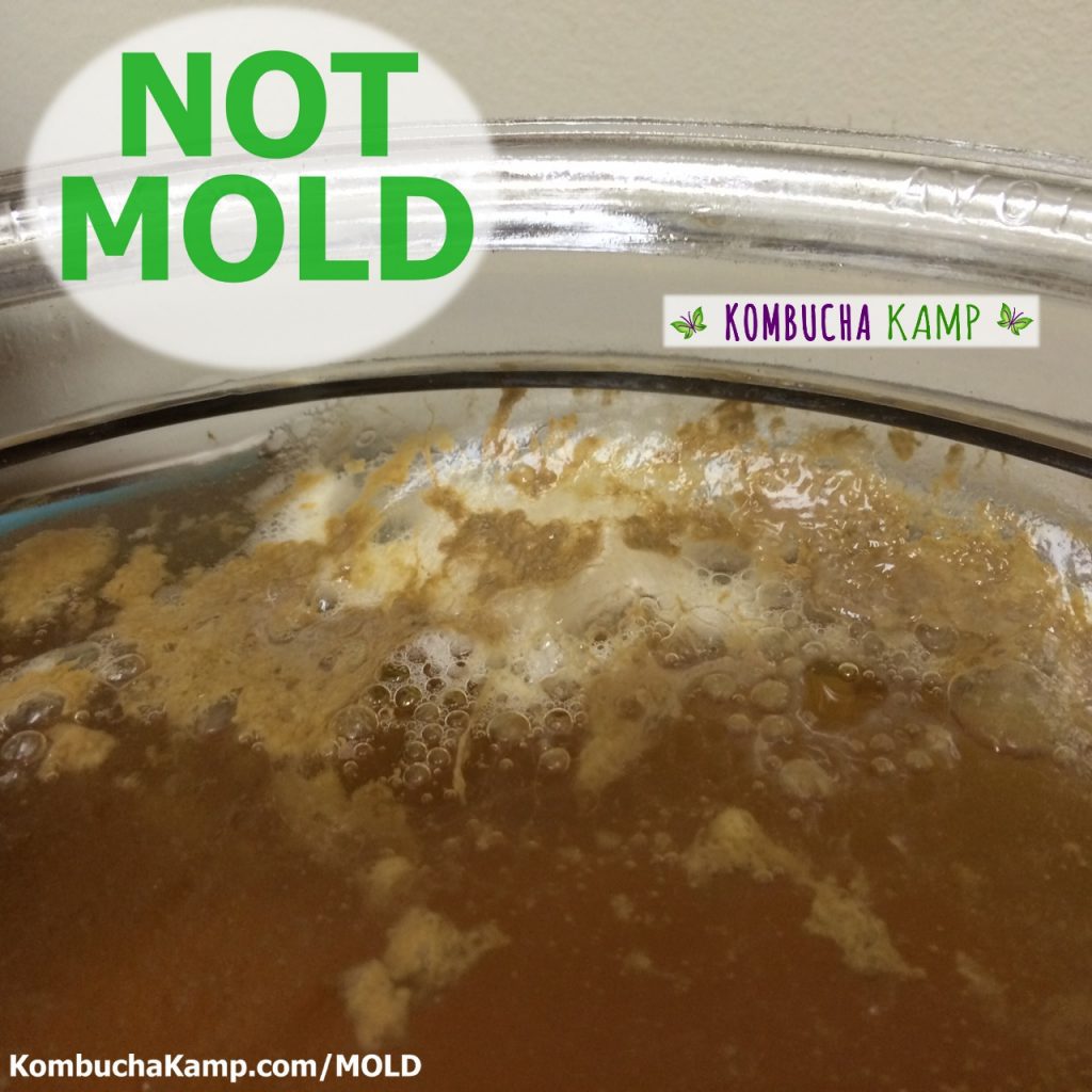Light Brown Globs of Yeast Mixed with White Bubbly Areas on Top of a Kombucha Brew with aVery Littls SCOBY Growth but No Mold