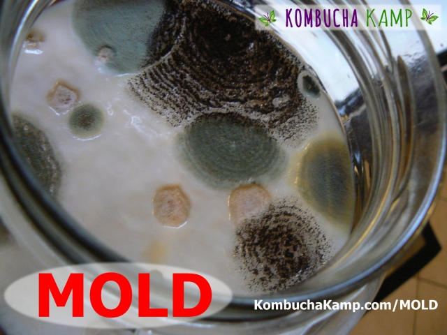 Bright circles of green black and white mold embedded in a Kombucha SCOBY