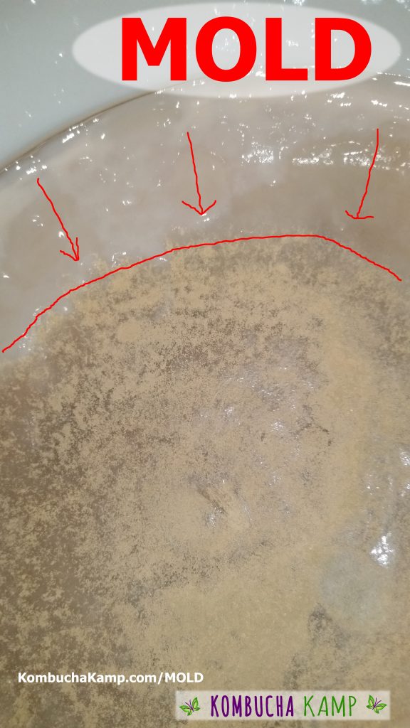 Normal Kombucha Yeast Floating in the Liquid and Under the SCOBY Surface -  Kombucha Kamp