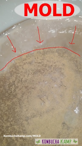 Brown Powder Kombucha Mold on the SCOBY