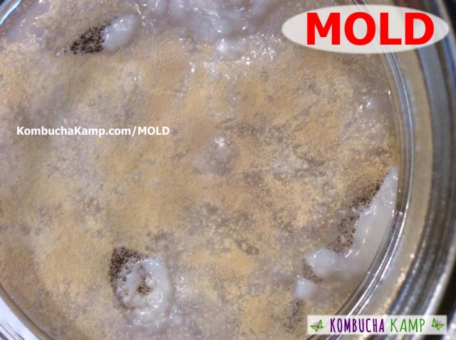 Brown Powder MOLD ON KOMBUCHA SCOBY forming all across the top