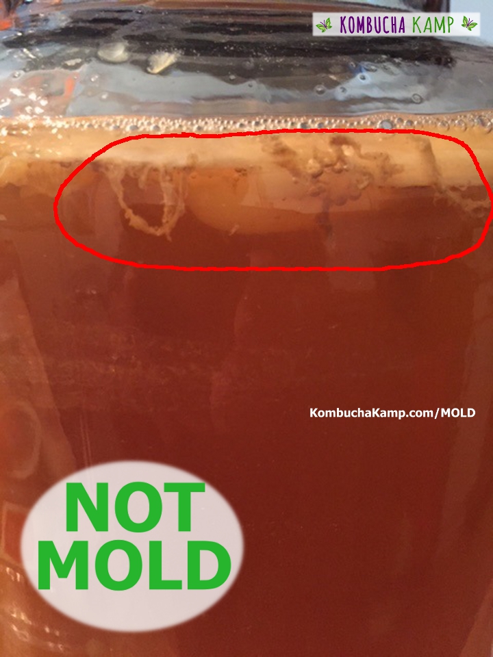 Tan yeast strands form on the underside of a fresh Kombucha Culture forming at the top of a brew