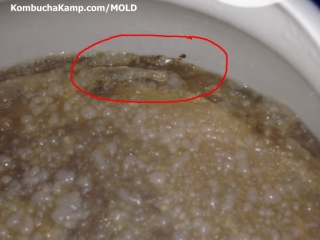 Bubbly SCOBY growth with Normal Yeast globs collecting at the edge of a Kombucha Continuous Brew, not Kombucha mold