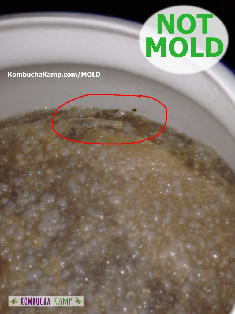 Bubbly SCOBY growth with Normal Yeast globs collecting at the edge of a Kombucha Continuous Brew, not Kombucha mold