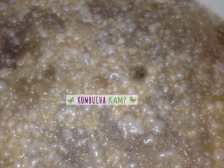 Bubbly New Kombucha SCOBY growth with yeast embedded on a young Continuous Brew could be too cold and need a Kombucha heater wider shot