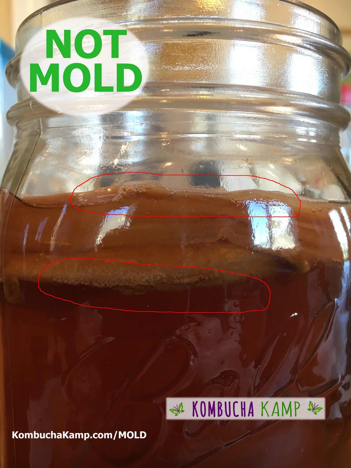 Normal Kombucha Yeast Collections on Top of the Brew or Embedded in New  SCOBY - Kombucha Kamp