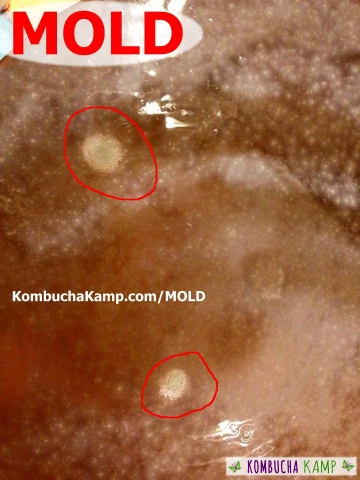 Circles of KOMBUCHA MOLD form inside the young translucent SCOBY growth on a Weak Kombucha Brew