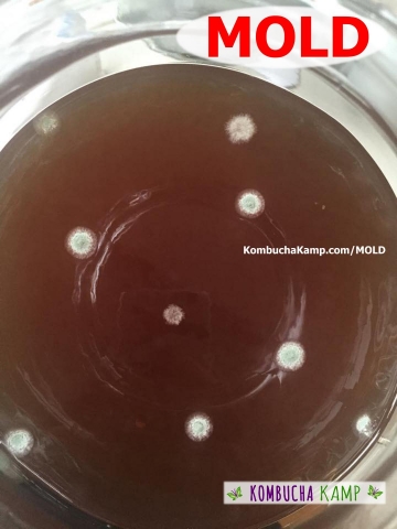 Classic Kombucha Mould Circles form in Blue Green and White Dots on top of the Brew without new SCOBY growth