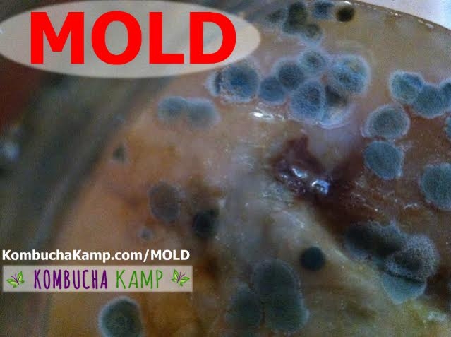 Close Up of Bad Blue Kombucha Mold Circles forming on the Top of the Brew