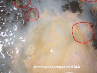 Close up of Early SCOBY Growth on a Kombucha brew with Yeast Globs underneath NOT Kombucha MOLD
