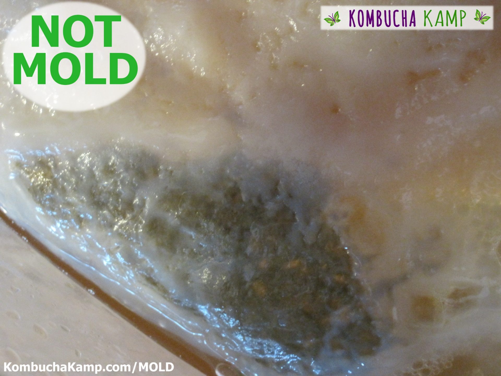 A dark green patch of yeast is being slowly covered by a new forming SCOBY in a healthy Kombucha brew not Mold