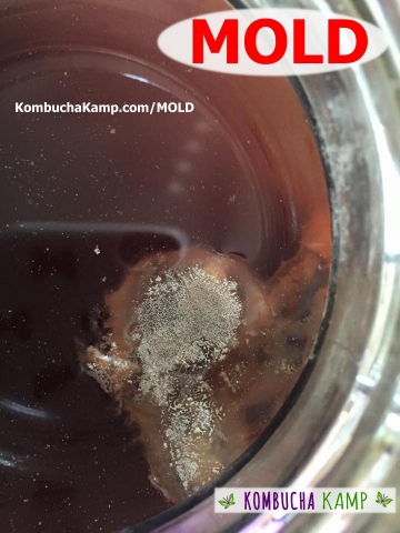Dry Green Mold forming on top of Kombucha Brew with yeast glob below the surface