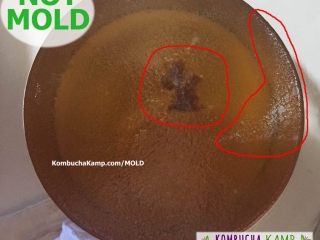 Large yeast glob under the surface of new SCOBY formation on a young Kombucha brew, might be cold or weak but not mold