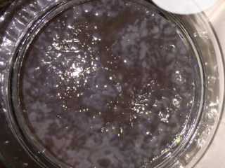 Early Translucent and White Kombucha baby SCOBY Growth on a Young Batch not Kombucha mold