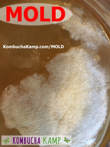 Fuzzy Dry White Kombucha MOLD Like Hair on top of New Brew with NO SCOBY GROWTH