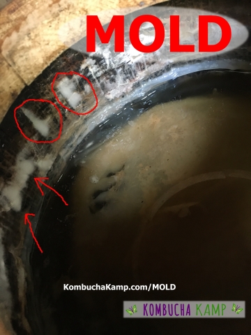 Fuzzy White Mold forms on the inside staves of a Kombucha Barrel