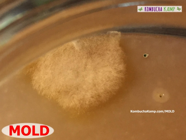 Fuzzy white mold forming on top of the Kombucha SCOBY brew