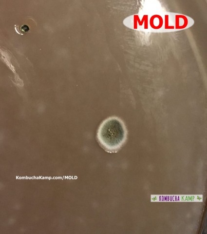 Green Circle of Mold with white outer ring forming in a new Kombucha SCOBY