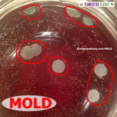 Green Circles of Powdery Mold mark a failed Kombucha Brew over the beginnings of new SCOBY growth