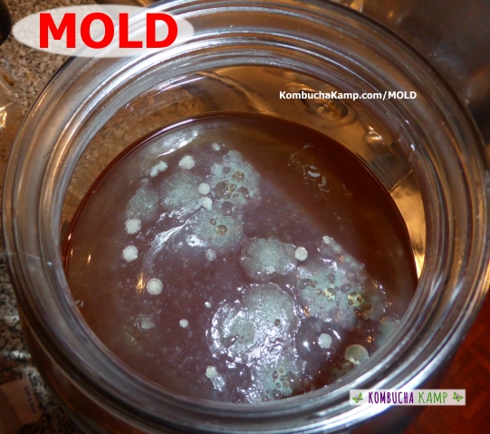 Green MOLD formed on top of a failed Kombucha Tea brew