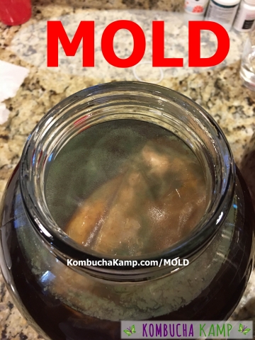 Green Powder Kombucha Mold forming on top