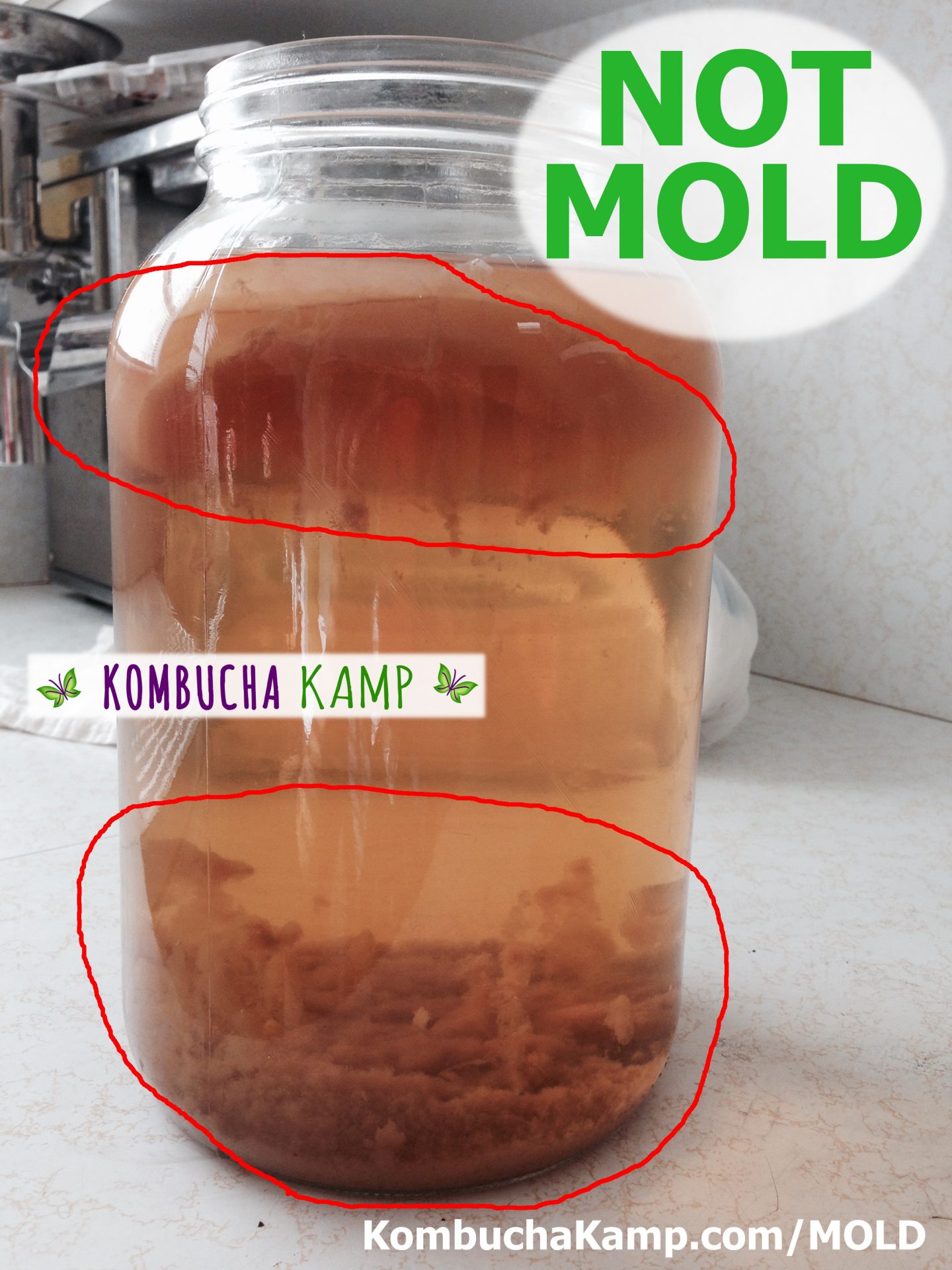 Jun Kombucha Scoby - Junbucha