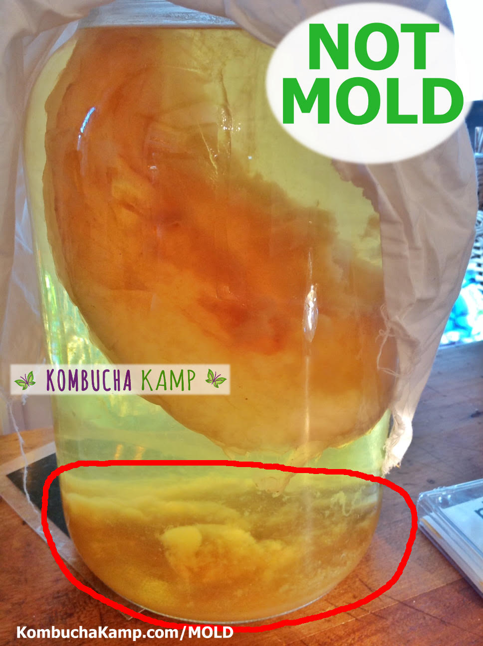 Normal Kombucha Yeast Collections on Top of the Brew or Embedded in New  SCOBY - Kombucha Kamp