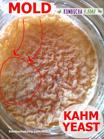 Kahms Yeast covers a Kombucha Brew while dry white spidery mold formson the left side of the vessel