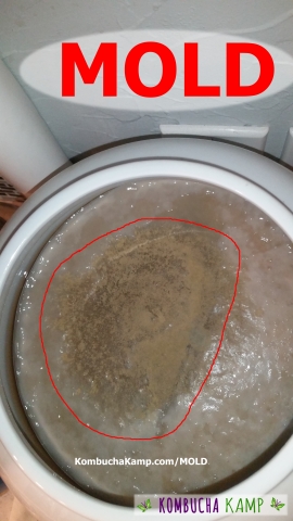 Kombucha SCOBY mold in Brown Powder form
