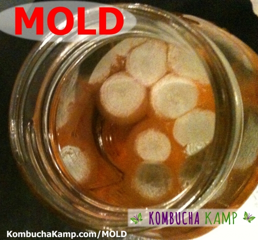 Large Circles of Black and White Kombucha Mold forming on top of the brew