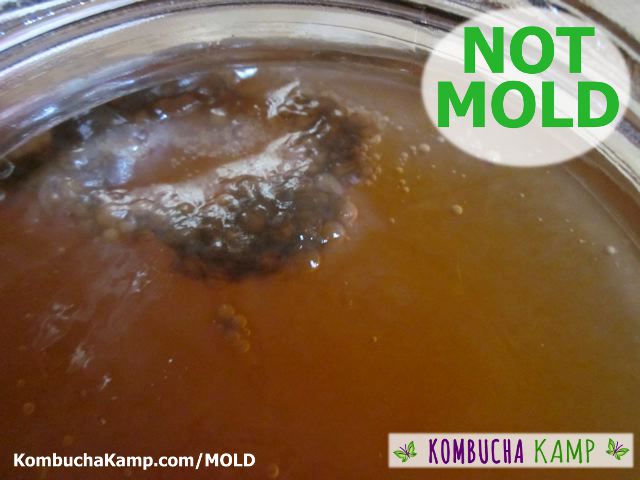 A web of dark yeast collects below the surface of new SCOBY formation on a young Kombucha brew not kombucha mold