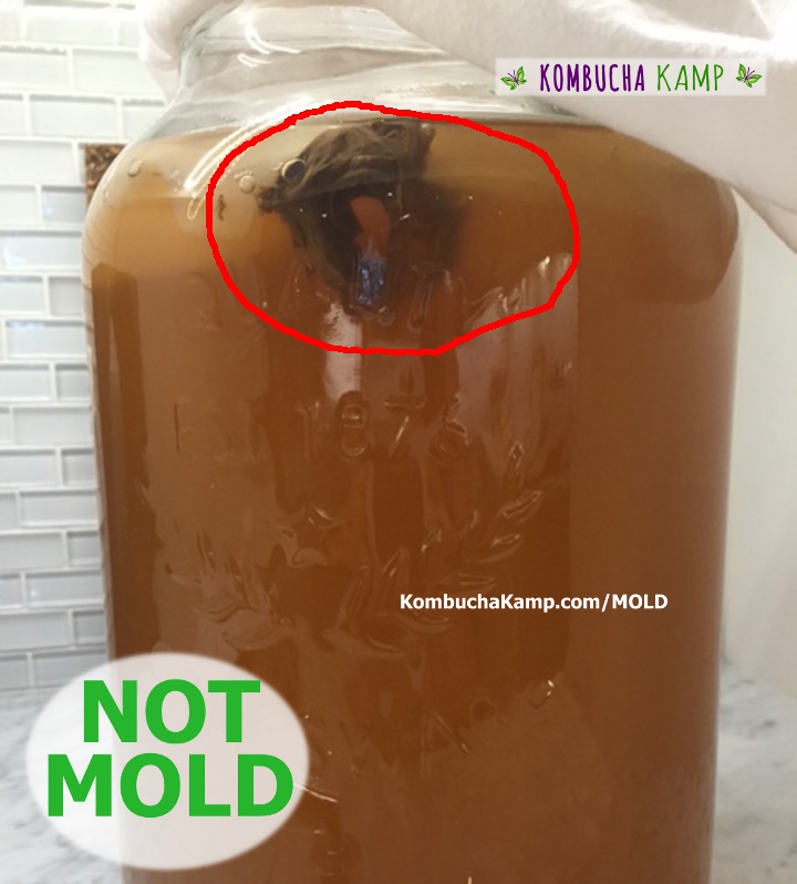 A large circle of dark brown yeast collects just below the surface of the brew and new SCOBY growth in maturing Kombucha.