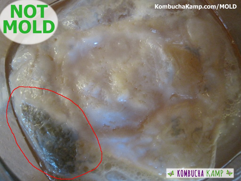 Large yeast glob with green color under the new SCOBY growth not dry or fuzzy not kombucha mold