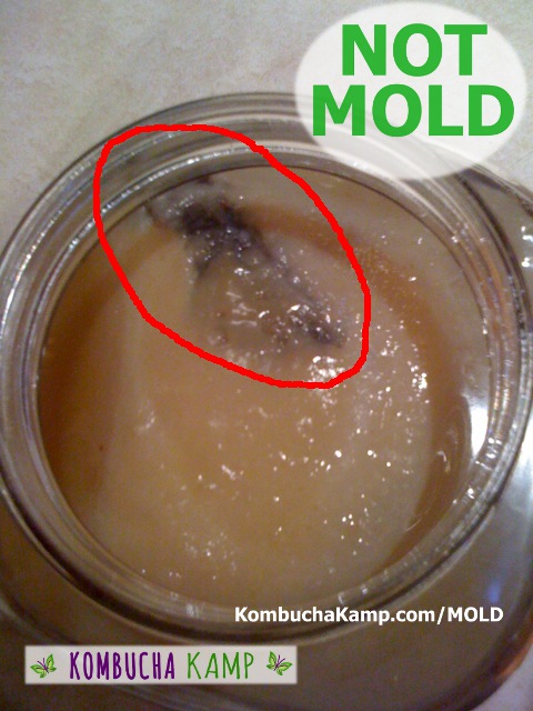 Large yeast pocket embedded under the nice white smooth SCOBY Growth NOT KOMBUCHA MOLD