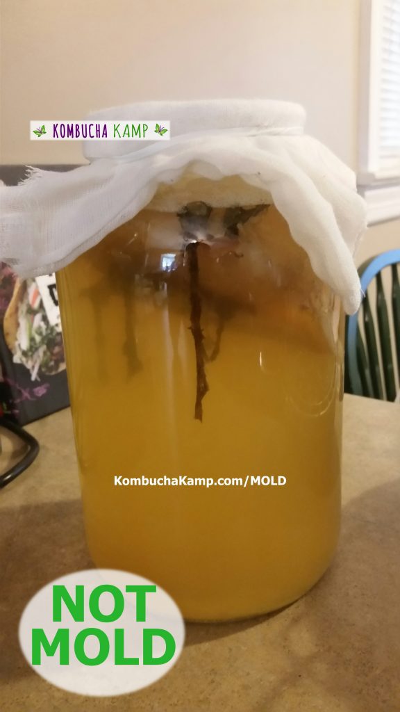 Long brown ribbons of yeast hang down the sides of the vessel from the SCOBY growth at the top of this Kombucha brew but No Mold
