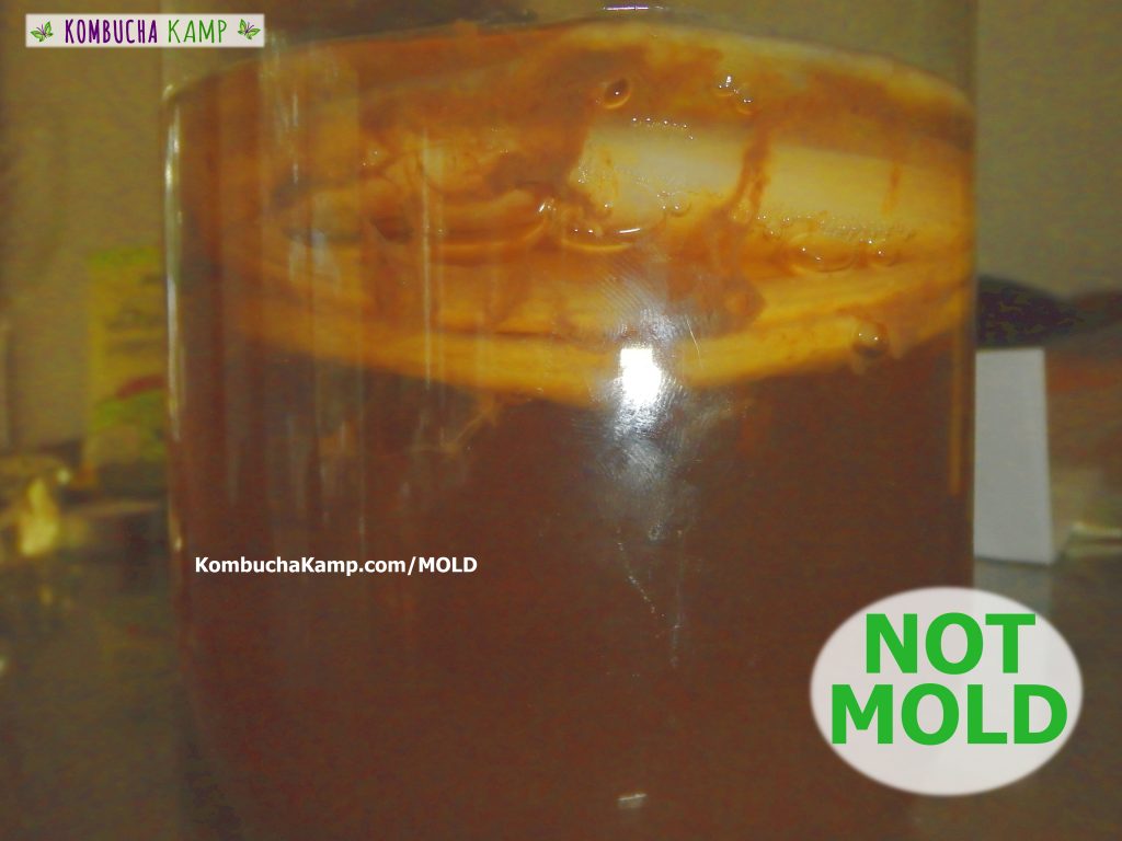 Reddish Brown yeast smears against the side of the glass vessel from between layers of Kombucha SCOBY but No Kombucha Mold