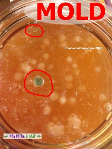 Mold Islands Forming on top of a Young Kombucha Brew with early stages of SCOBY Growth