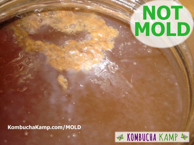 Multiple Light Brown and Yellowish Yeast Collections gather under new very thin white SCOBY Growth in a young brew NOT KOMBUCHA MOLD