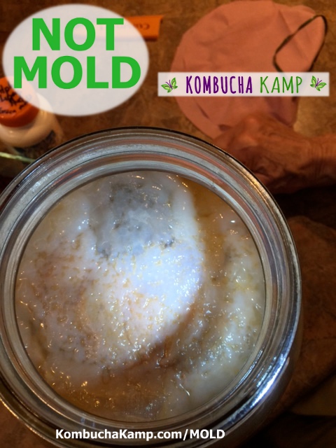 Healthy or Mouldy Scoby: How Do I Know?