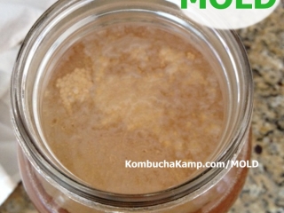 New SCOBY Growth Not Mold but forming bubbles and weaker culture Could Be a Bit cold but not Kombucha Mold