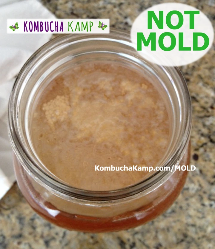 Normal Kombucha Yeast Collections on Top of the Brew or Embedded in New  SCOBY - Kombucha Kamp