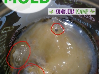 New young Kombucha SCOBY forms in white areas around the original Culture and 3 areas of yeast and bubbles have trapped in the formation, but it&#039;s NOT Kombucha Mold